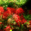 霞城公園の曼珠沙華２