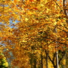 馬見ヶ崎川沿いの紅葉歩道