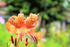 雨に咲いた道端の花