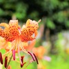 雨に咲いた道端の花