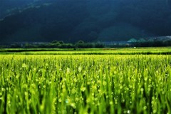 朝露のある風景