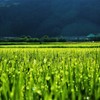 朝露のある風景