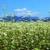 秋の空と秋の花