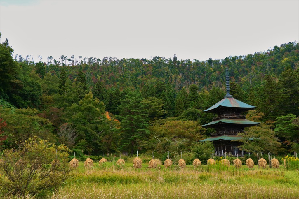 お米の時期の三重塔