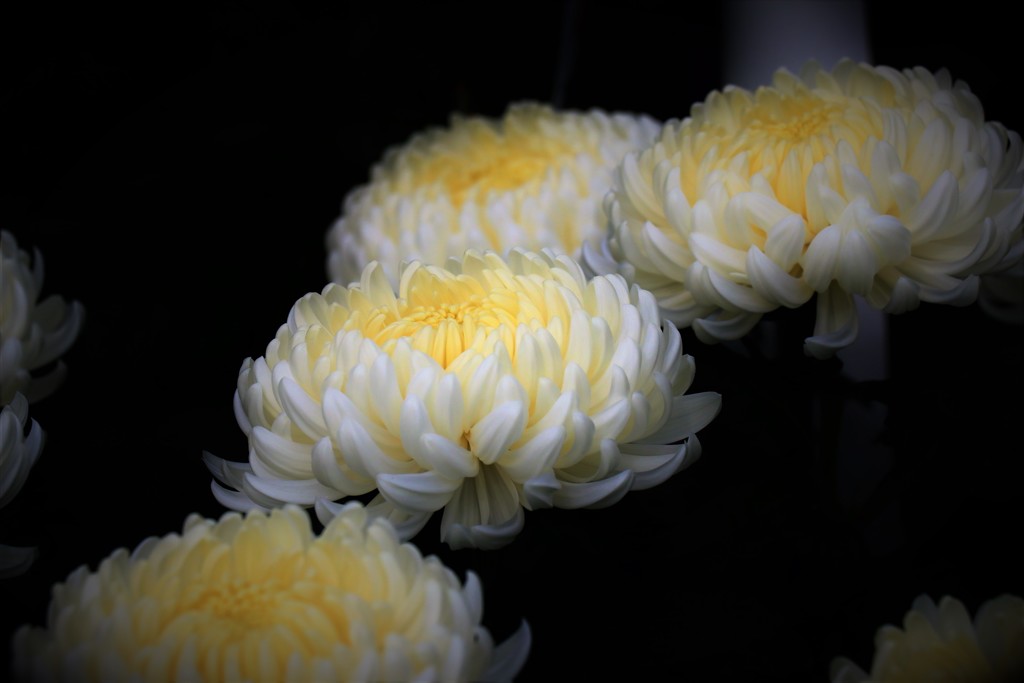 鮮やかな白の菊