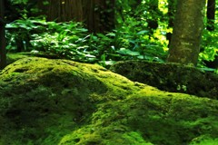 閑さや・・・・1