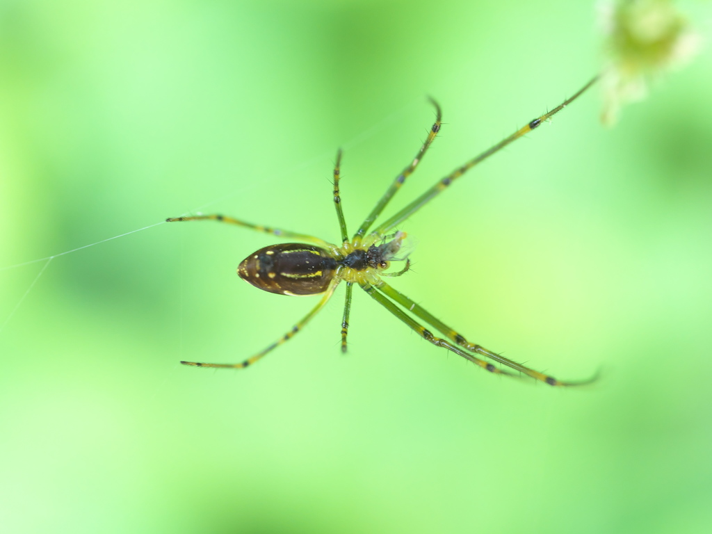 クモがザトウムシの小さいやつを捕食してる。