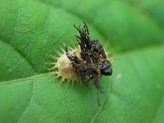 イチモンジカメノコハムシ 幼虫