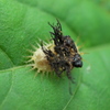 イチモンジカメノコハムシ 幼虫