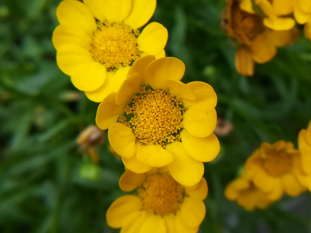 黄色い花 種類が判明したらタイトル変える By Sanucker Id 写真共有サイト Photohito