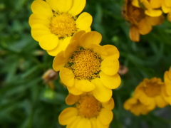 黄色い花。種類が判明したらタイトル変える。