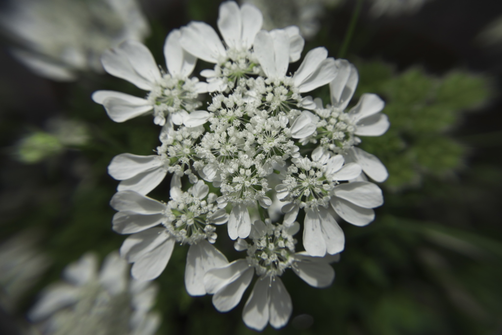 白い花。種類が判明したらタイトル変える。
