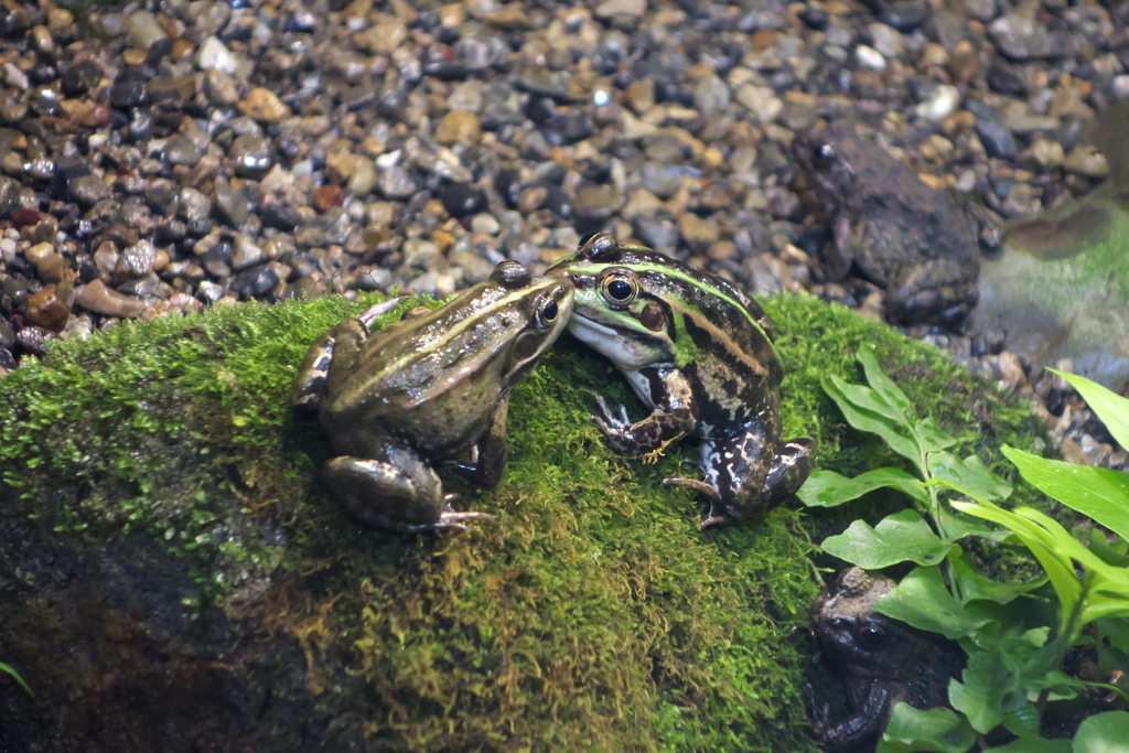 トウキョウダルマガエル