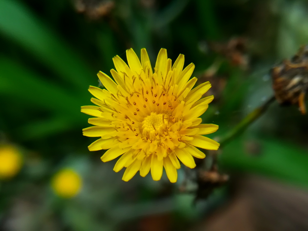 黄色い花。植物の種類判明したらタイトル変える。