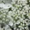 白い花。種類が判明したらタイトル変える。