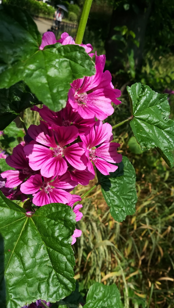 紫の花。種類が判明したらタイトル変える。