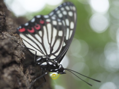 アカボシゴマダラ 夏型