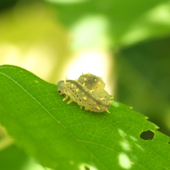 トグロを巻く幼虫
