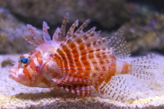 カサゴの類。魚の名前が判明したらタイトル変える。