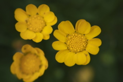 黄色い花。種類が判明したらタイトル変える。