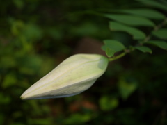 ヤマユリの蕾