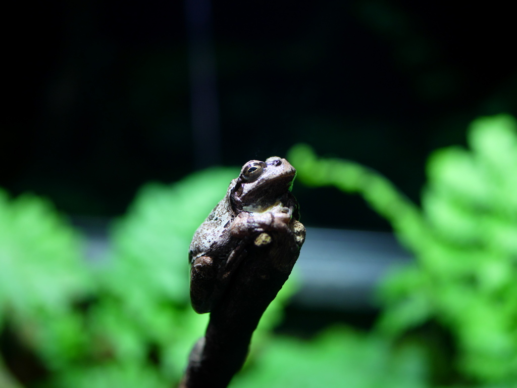 ニホンアマガエル