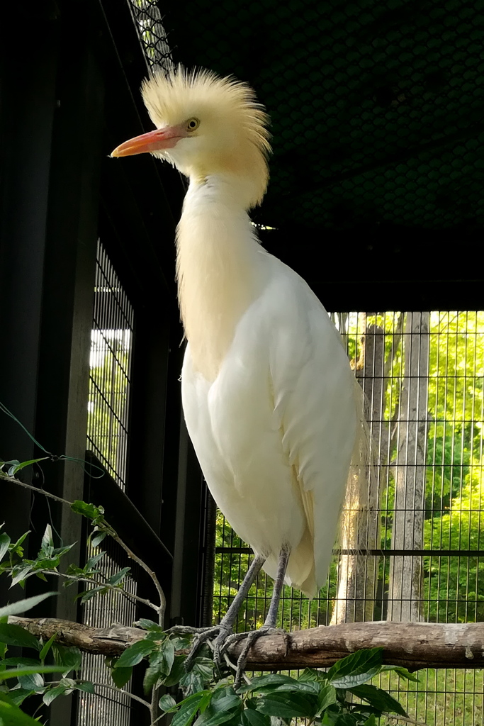 アマサギ