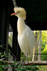 アマサギ