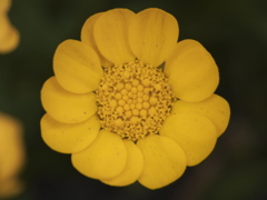 黄色い花。種類が判明したらタイトル変える。