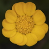 黄色い花。種類が判明したらタイトル変える。