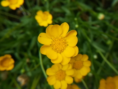 黄色い花。種類が判明したらタイトル変える。