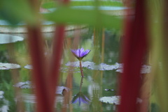 隙間を見れば蓮の華
