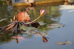 睡蓮の花