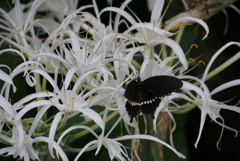 蝶と華