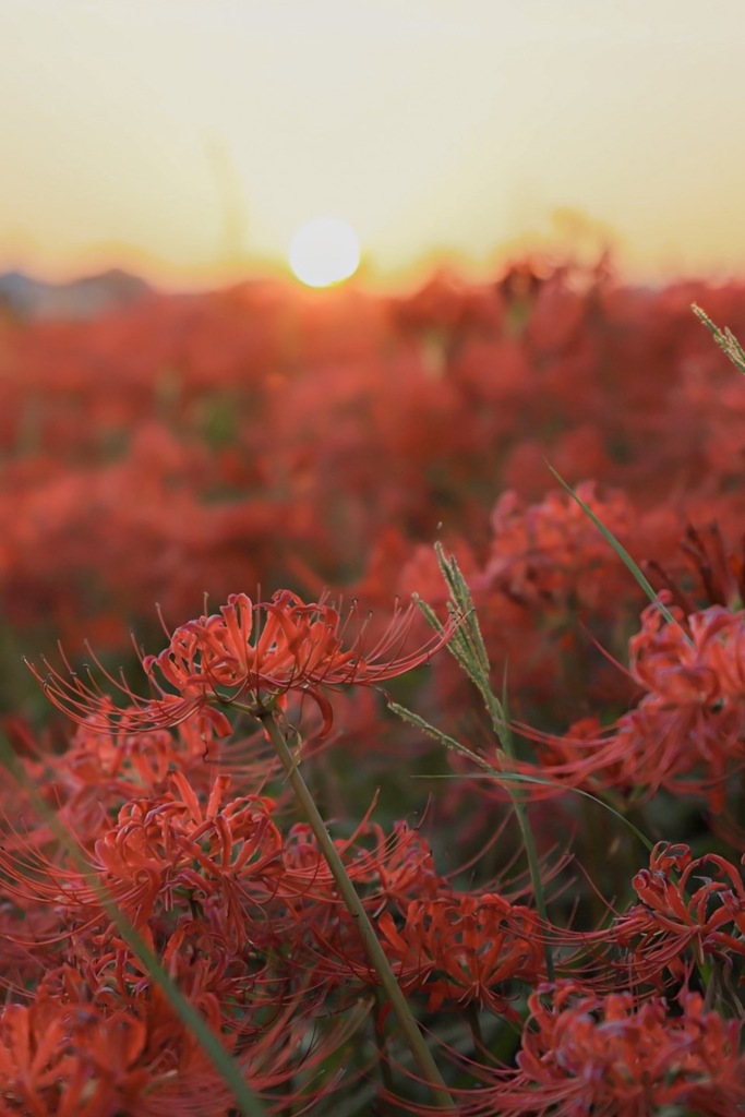 彼岸花と夕日