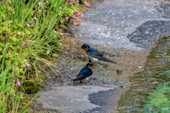 DSC_5264