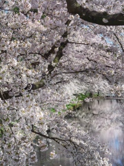 弘前 桜