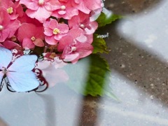 梅雨