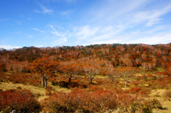 枯れ木も山の賑い