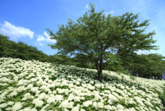紫陽花の絨毯