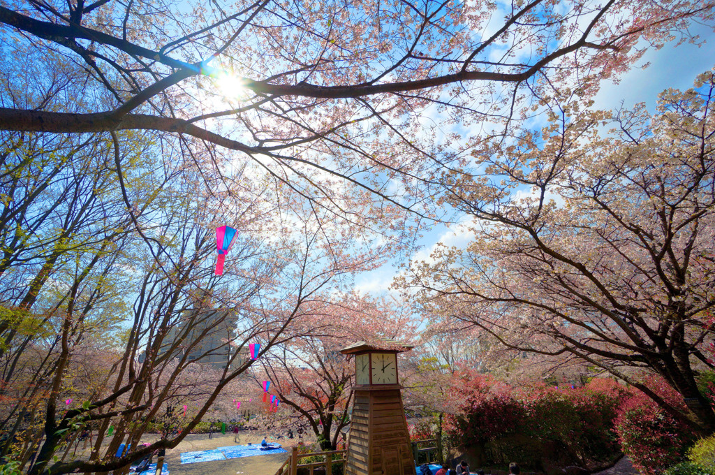 桜源郷のにじｗ