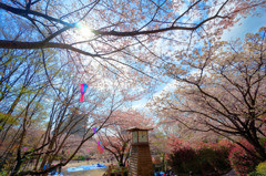 桜源郷のにじｗ