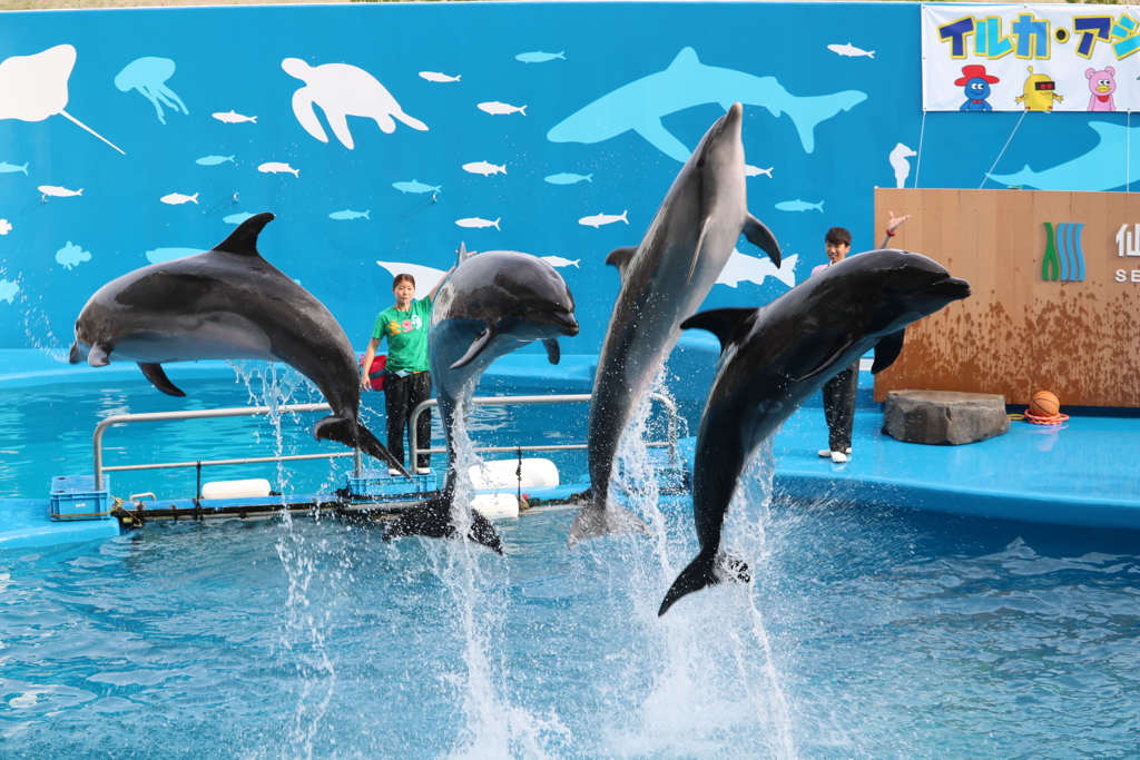 イルカショー♪