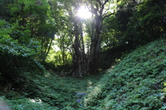 林