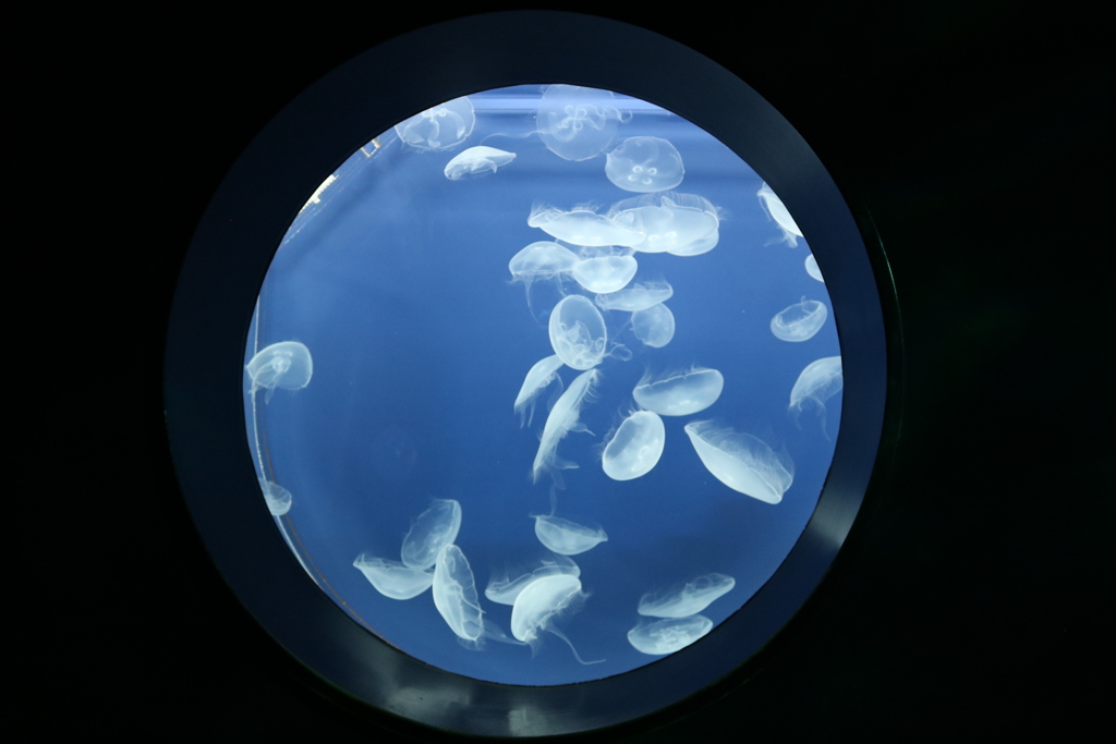 ふわふわクラゲ