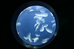 ふわふわクラゲ