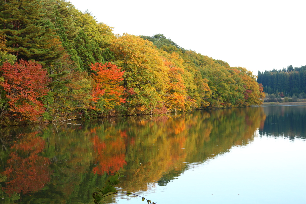 紅葉