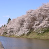 満開の桜
