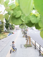 葉とストライダ