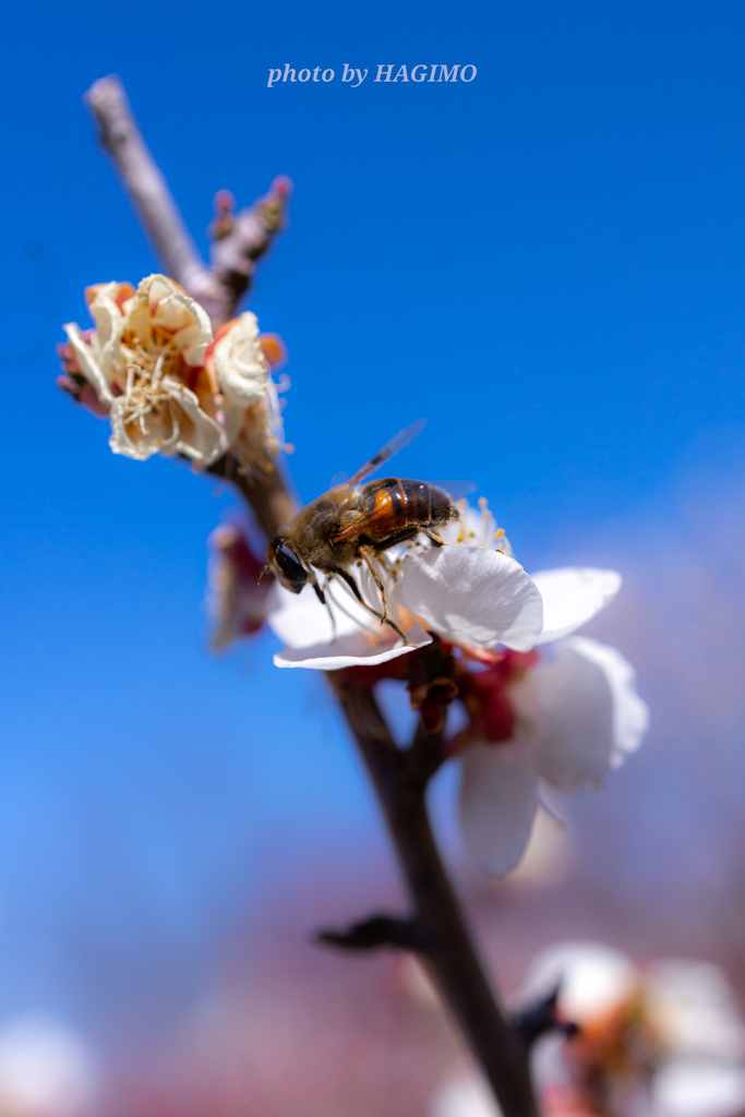 蜜を求めて